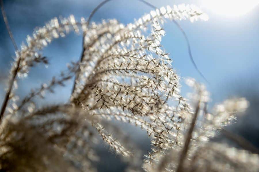 Feathery ornamental grass plumes glow in bright sunlight against a softly blurred blue background. The image focuses on the airy seed heads and fine texture that gardeners often cut back in spring.