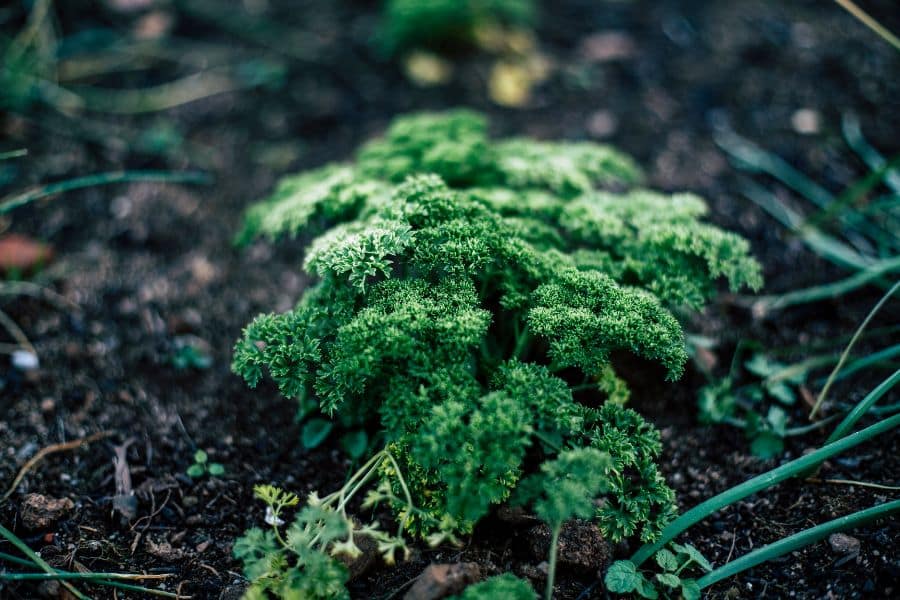 Curly parsley grows low and dense in dark garden soil with a softly blurred background. This fresh green herb is one of the plants that love used tea bags when used gently in the garden.