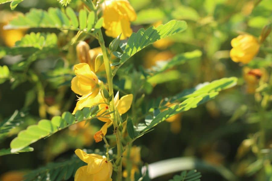 Soft yellow blossoms hang along upright green stems with feathery leaves in warm sunlight. The close view highlights the delicate shape of the flowers and fresh spring growth.