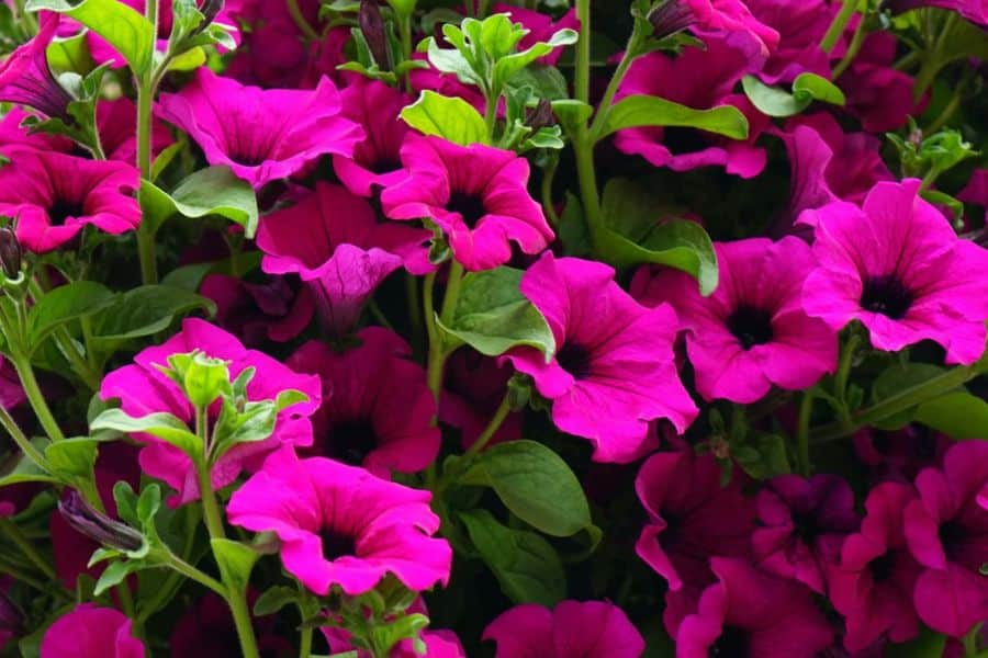 A dense cluster of bright pink petunias fills the frame with dark throats and fresh green leaves between the blooms. The close crop emphasizes the rich color and layered petals.