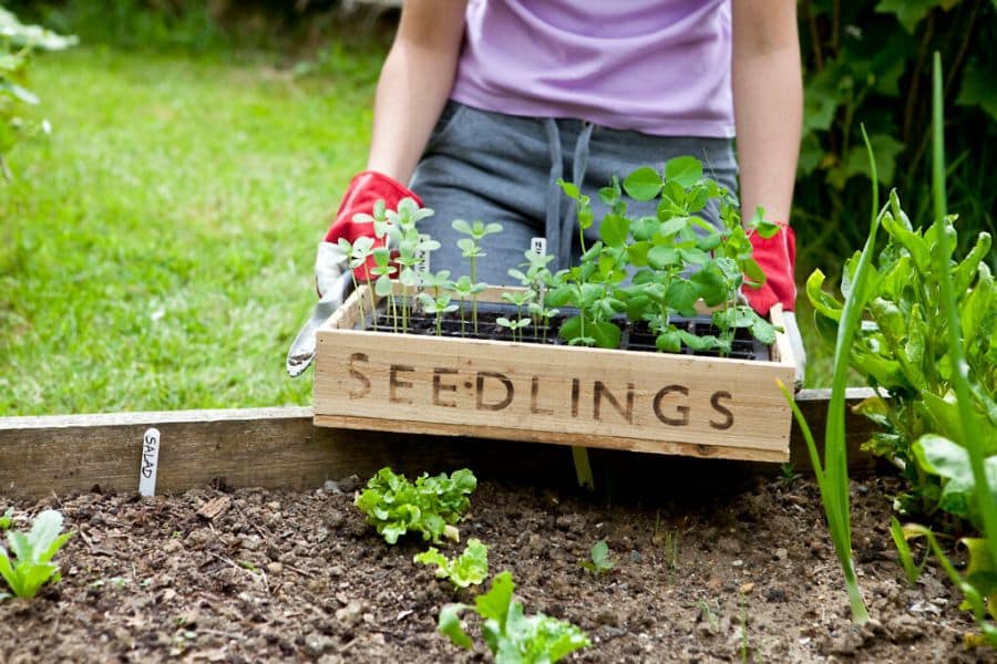A gardener wearing red gloves carries a wooden tray labeled "SEEDLINGS" toward a garden bed for transplanting. Small starter plants are ready to be set out as cool weather vegetables.