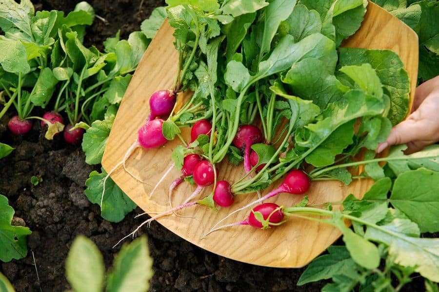 Freshly harvested radishes with long roots and leafy green tops are arranged on a wooden tray in the garden. This visual supports a post about edible leaves by showing radish greens still attached after picking.