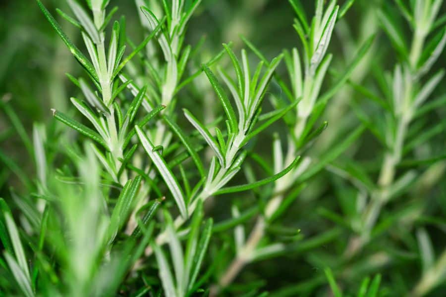 Close up of fresh rosemary sprigs with needle like leaves highlighting fragrant herbs and spices with nutritional benefits.