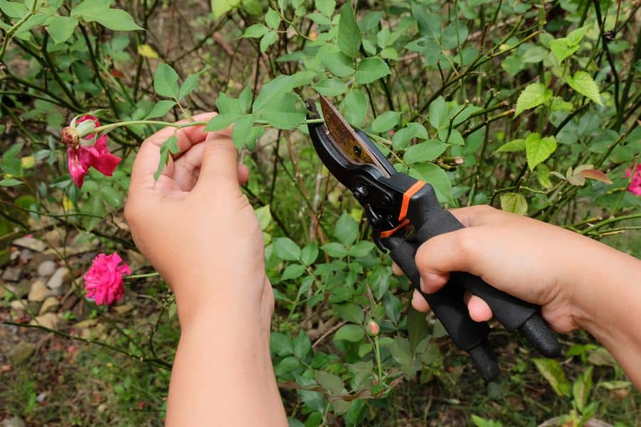Hands hold pruning shears around the stem of a fading pink rose on a leafy rose bush. This close up clearly shows rose pruning, making it a strong visual for plants to prune in April.