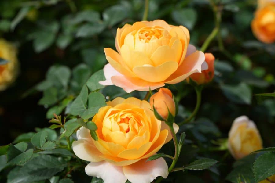 Two full yellow roses bloom in sunlight against deep green leaves with several buds nearby. These flowering shrubs can be featured in content about plants that love used tea bags because the image highlights a healthy thriving garden plant.
