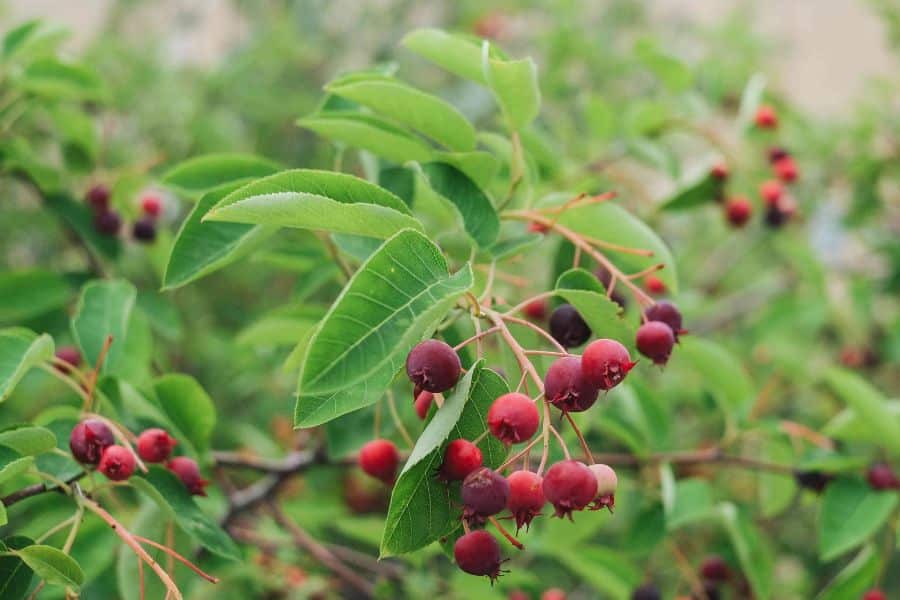 Small red berries hang in clusters from thin stems among light green leaves. The background is softly out of focus to highlight the fruit.