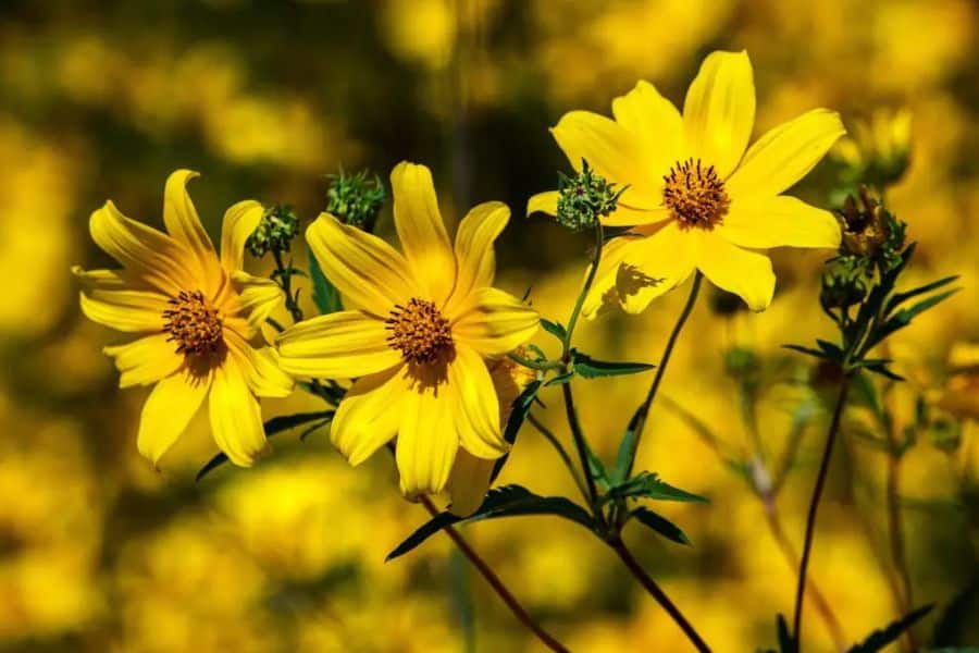 Three bright yellow flowers with dark centers bloom on slender stems against a glowing golden background. The simple open petals create a sunny wildflower feel.