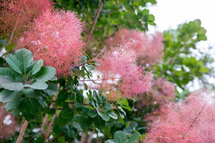 Pink smoke bush plumes look like airy cotton candy clouds above rounded green leaves. The feathery flowers create soft texture for shrubs to plant in March in ornamental borders.