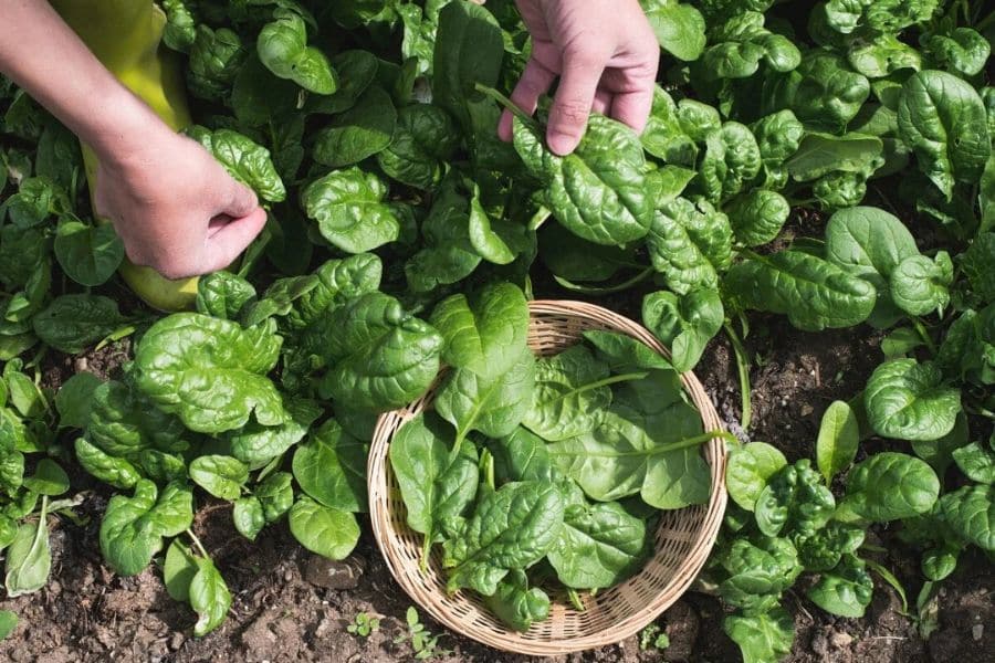 Two hands harvest glossy spinach leaves from a full garden bed and place them into a woven basket. The scene shows cool weather vegetables being picked at their tender leafy stage.