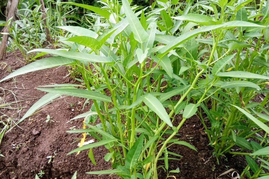 A patch of long narrow leafy green plants grows in rich brown soil outdoors. This garden bed works well for content about plants that love used tea bags because it shows vigorous leafy growth in a home garden.