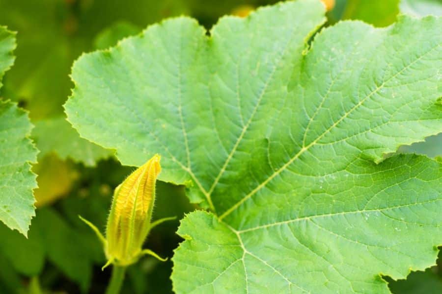 Large pale green squash leaf fills the frame beside a closed yellow flower bud on the vine. This close up works for edible leaves content because it draws attention to the leaf texture and the young blossom before harvest.