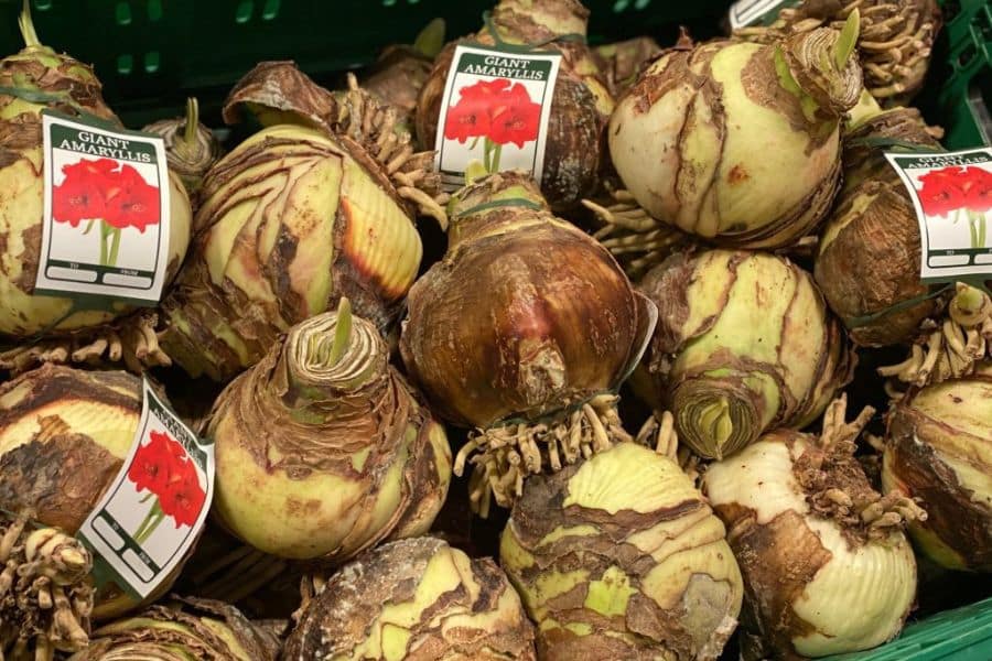 A pile of labeled Amaryllis bulbs fills a display bin, with papery outer layers and thick basal roots visible on each bulb. This photo helps readers recognize what healthy Amaryllis bulbs look like before planting.