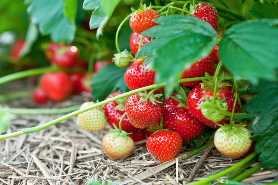 Cluster of ripe red strawberries and a few pale unripe berries hang low beneath broad green leaves over straw mulch. This image is mostly about fruit, but the strawberry leaves are clearly visible in a garden context tied to edible leaves.