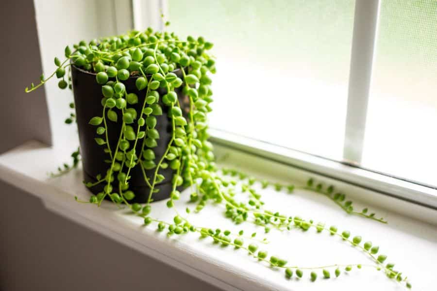 A string of pearls plant trails over a black pot on a white windowsill with long strands of round green beads. This trailing succulent is one of the most recognizable plants that can survive a drought since its bead shaped leaves store moisture for dry periods.
