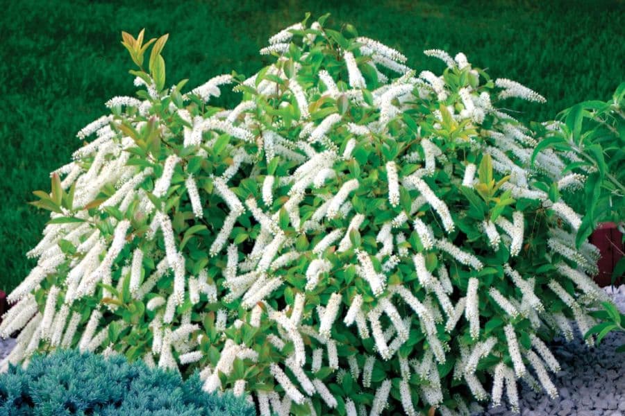 Rounded shrub covered in long drooping white flower spikes cascading over bright green leaves. The plant sits in a landscaped bed with dark mulch and a blurred green lawn behind it.