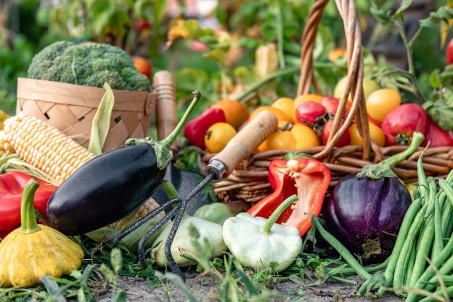Freshly harvested vegetables are arranged on the ground with baskets, including corn, peppers, eggplant, beans, squash, tomatoes, and broccoli. The spread shows the colorful mix of produce a home garden can yield through the season.