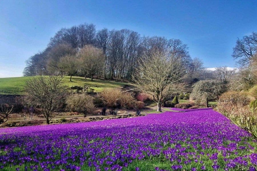 A wide hillside garden is covered in a vivid blanket of purple crocus flowers beneath a bright blue sky. The mass bloom captures the early spring equinox feeling as bare trees and fresh green grass meet in the same landscape.