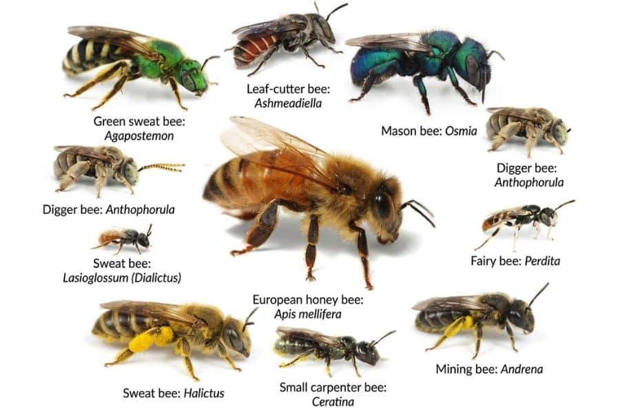 Bee identification chart on a white background showing multiple species around a larger European honey bee in the center. The text reads "Green sweat bee: Agapostemon." "Leaf cutter bee: Ashmeadiella." "Mason bee: Osmia." "Digger bee: Anthophorula." "Digger bee: Anthophorula." "Sweat bee: Lasioglossum Diatictus." "European honey bee: Apis mellifera." "Fairy bee: Perdita." "Sweat bee: Halictus." "Small carpenter bee: Ceratina." "Mining bee: Andrena."