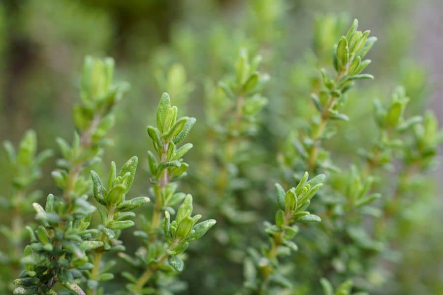 A bush of thyme leaves in a garden