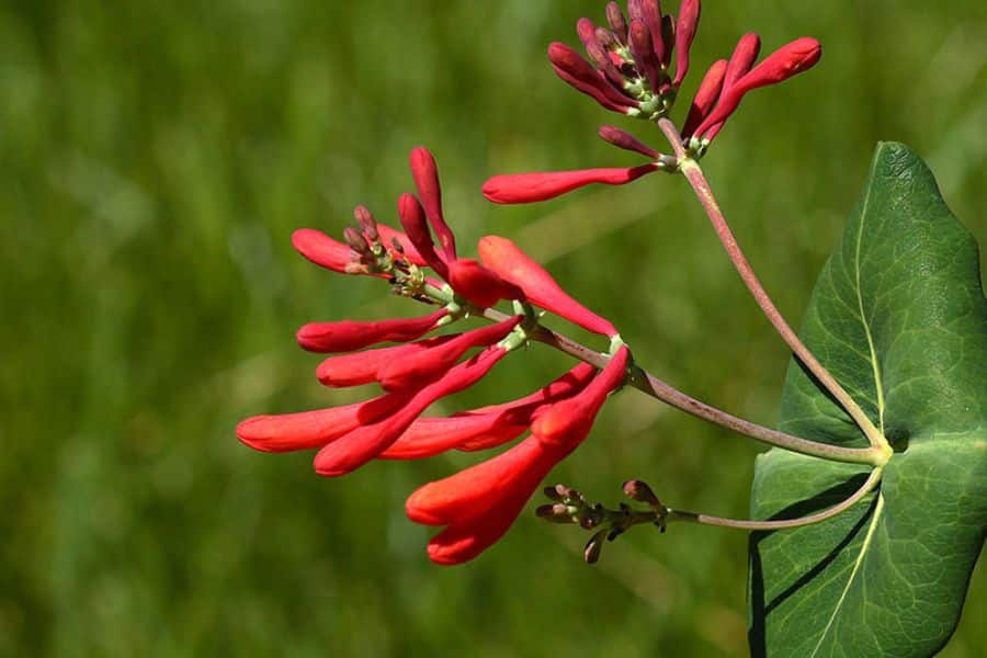Red tubular flowers extend outward from thin stems beside a large green leaf against a blurred grassy background. Their long narrow shape suggests a nectar rich bloom that could attract a Hummingbird.