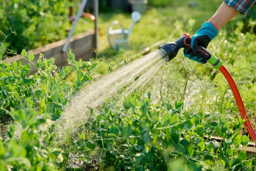 A gloved hand waters leafy vegetable plants with a hose nozzle in a sunny raised bed. The photo shows the steady watering newly planted crops need when you start a vegetable garden.