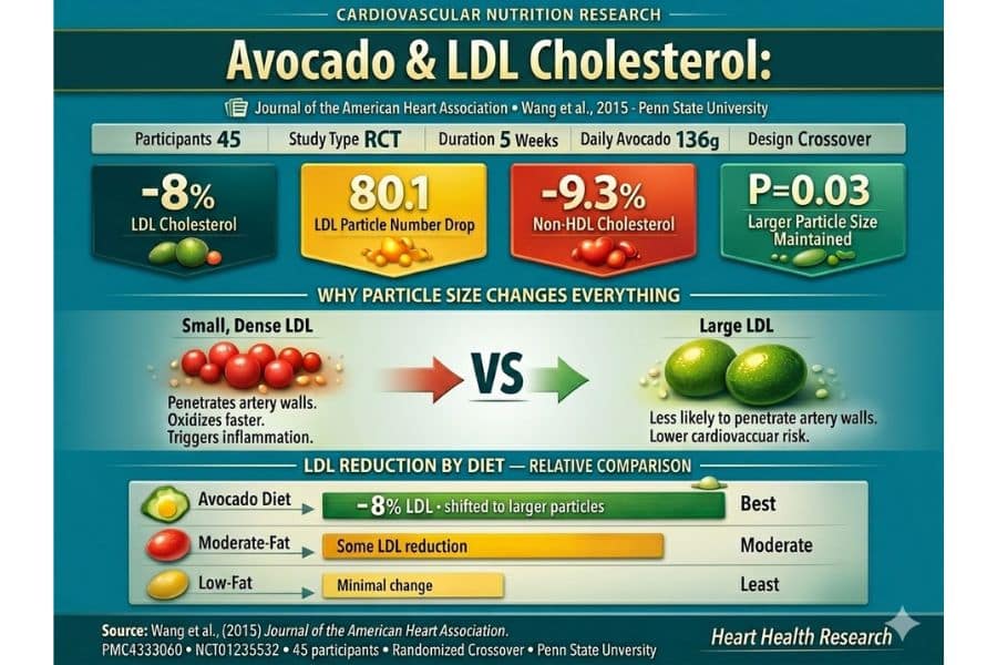 Infographic about avocado and LDL cholesterol on a teal background with comparison charts and study results. The text reads "CARDIOVASCULAR NUTRITION RESEARCH" "Avocado and LDL Cholesterol:" "Journal of the American Heart Association" "Wang et al. 2015" "Penn State University" "Participants 45" "Study Type RCT" "Duration 5 Weeks" "Daily Avocado 136g" "Design Crossover" "-8% LDL Cholesterol" "80.1 LDL Particle Number Drop" "-9.3% Non HDL Cholesterol" "P=0.03 Larger Particle Size Maintained" "WHY PARTICLE SIZE CHANGES EVERYTHING" "Small, Dense LDL" "Penetrates artery walls. Oxidizes faster. Triggers inflammation." "VS" "Large LDL" "Less likely to penetrate artery walls. Lower cardiovascular risk." "LDL REDUCTION BY DIET RELATIVE COMPARISON" "Avocado Diet" "-8% LDL shifted to larger particles" "Best" "Moderate Fat" "Some LDL reduction" "Moderate" "Low Fat" "Minimal change" "Least" "Source. Wang et al. 2015 Journal of the American Heart Association." "PMC4333060" "NCT01235532" "45 participants" "Randomized Crossover" "Penn State University" "Heart Health Research".