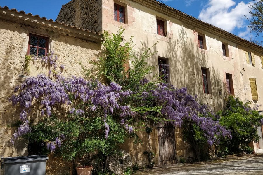 A rustic stone house is draped in long cascades of purple wisteria blooms under a bright blue sky. The wide scene shows how vigorously wisteria grows, giving context for why it is often included in plants to prune in April.