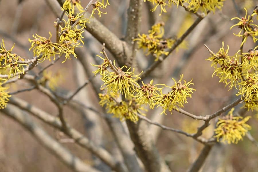 Bare branches dotted with small yellow fringe like flowers, with clusters spread along the twigs. The soft brown background suggests early spring when shrubs to plant in March begin blooming.