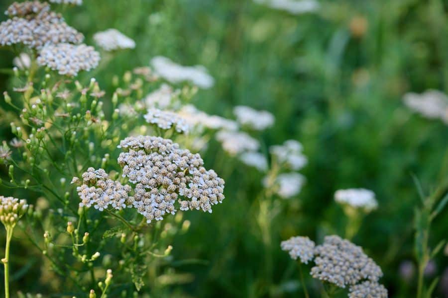 Flat topped clusters of tiny white flowers rise above delicate green foliage in a naturalized planting. This perennial is shown in bloom after older stems are cut back in April.