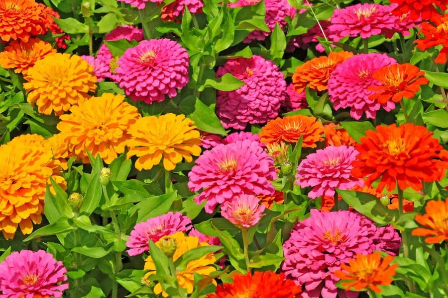 A colorful mass of zinnias in pink, orange, yellow, and red fills the garden bed. Layered petals and bright green leaves create a lively summer display.