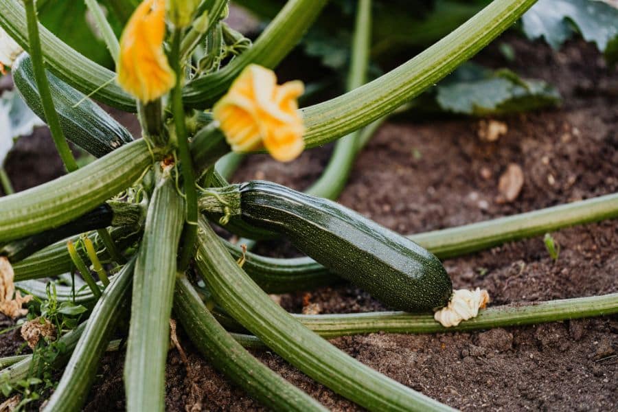 A dark green zucchini grows low on the plant among thick stems, broad leaves, and yellow blossoms over bare soil. This shows how squash develops close to the ground in a home vegetable garden.