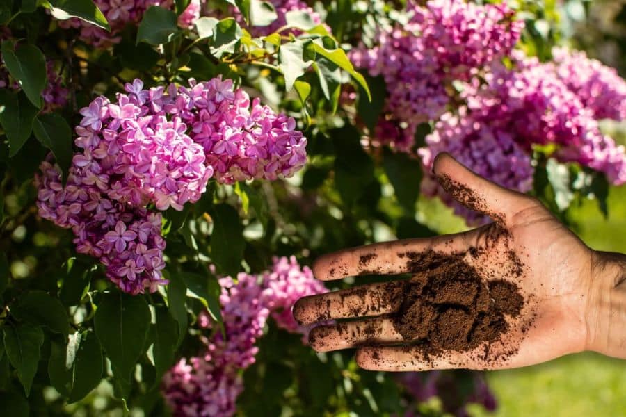 Hand holding dark coffee grounds beside clusters of pink purple flowers and green leaves in a sunny garden. This photo supports the topic of perennials that love coffee grounds by showing coffee grounds being used around flowering plants.
