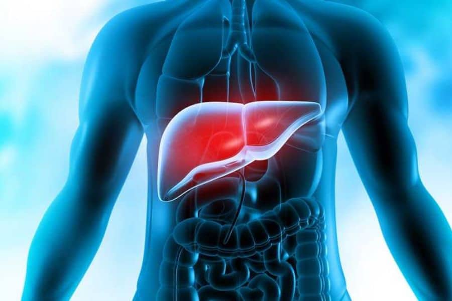 Medical illustration of a human torso with the your liver highlighted in bright red beneath the rib cage. The lungs and intestines are faintly visible in blue, helping show where the liver sits inside the body.