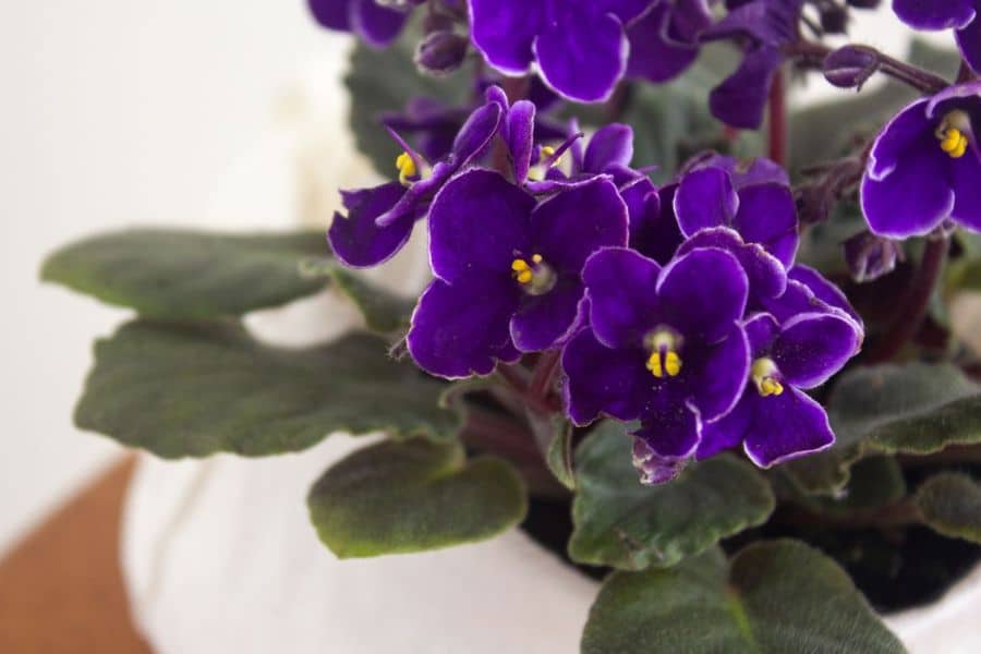 Close up of deep purple African violet blooms with yellow centers above soft fuzzy green leaves in a small indoor pot.