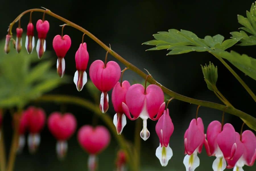 Arching stem of pink bleeding heart flowers with white tips hanging against a dark blurred background and green foliage.