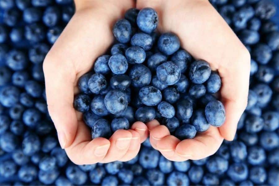 Two hands cup a large handful of fresh blueberries against a background completely covered with more blueberries. The close up highlights the fruit’s deep blue color and makes it a strong visual for foods that stop memory loss.