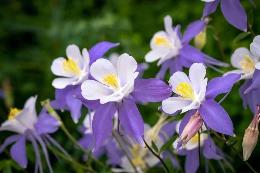 Purple and white columbine flowers with yellow centers blooming against a soft green garden background.