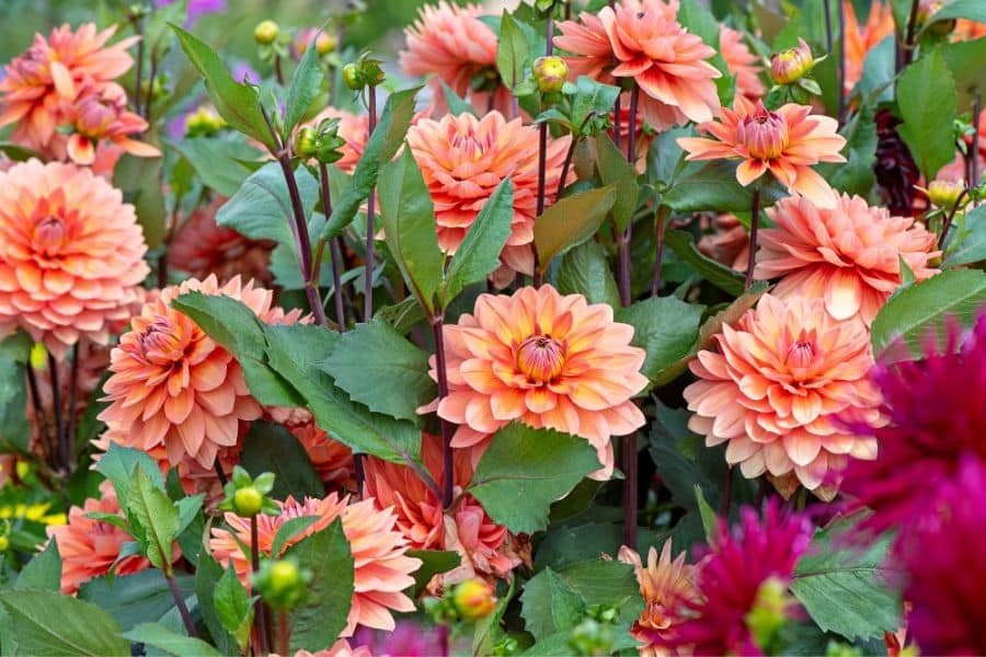 Peach orange dahlia flowers in full bloom surrounded by green leaves and unopened buds in a lush garden bed.