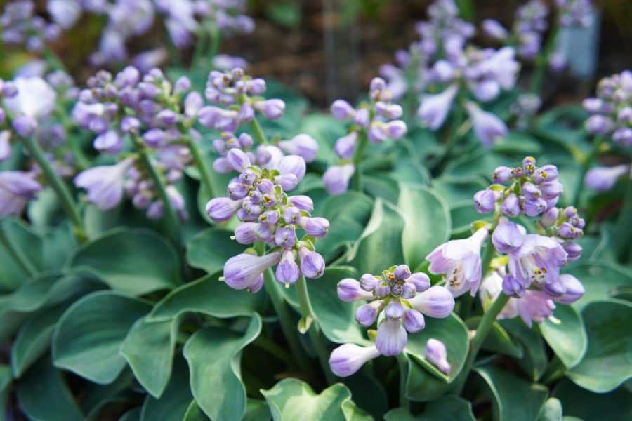 Cluster of pale lavender hosta flowers rising above broad blue green leaves in a shaded garden. These soft purple blooms fit well in a guide to perennials that love coffee grounds.