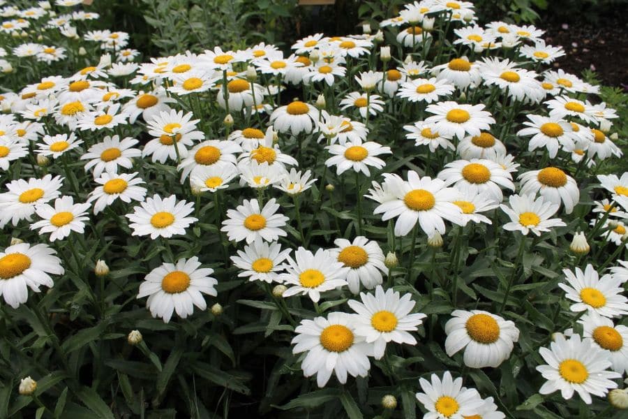 A full garden bed of white daisies with bright yellow centers blooming above dark green foliage.