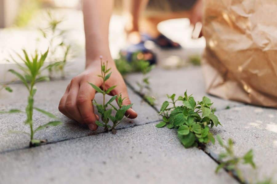 Hand pulls small weeds from the cracks between gray patio pavers while a paper yard waste bag sits nearby. The shallow focus keeps attention on the fresh green shoots growing between your patio stones.