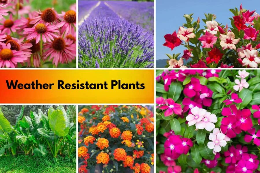 Collage of colorful garden flowers including coneflowers, lavender, mandevilla, elephant ear plants, lantana, and vinca with bold text reading "Weather Resistant Plants" highlighting durable weather resistant plants for summer gardens.