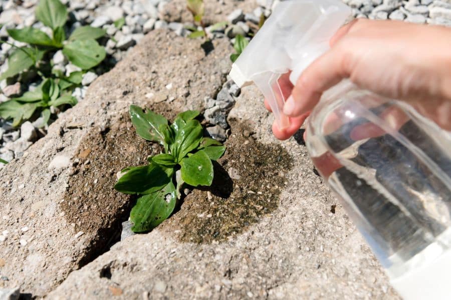 Hand sprays liquid directly onto a weed growing out of a crack in rough stone surrounded by gravel. The close up emphasizes targeted treatment for weeds between your patio stones.