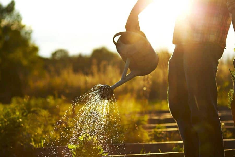 Person watering raised garden beds during a golden sunset with water sparkling in the sunlight across young plants and dry soil. The scene reflects caring for a garden during a heatwave when consistent watering becomes essential for plant health.