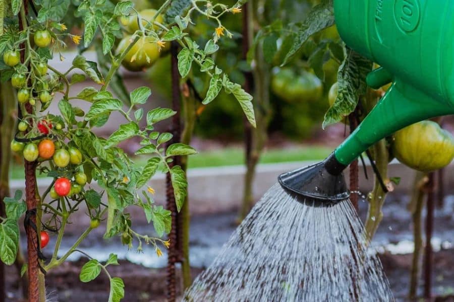 Green watering can pouring water onto tomato plants covered with ripening red and green tomatoes in a vegetable garden. Deep watering helps protect garden crops from stress during a heatwave.