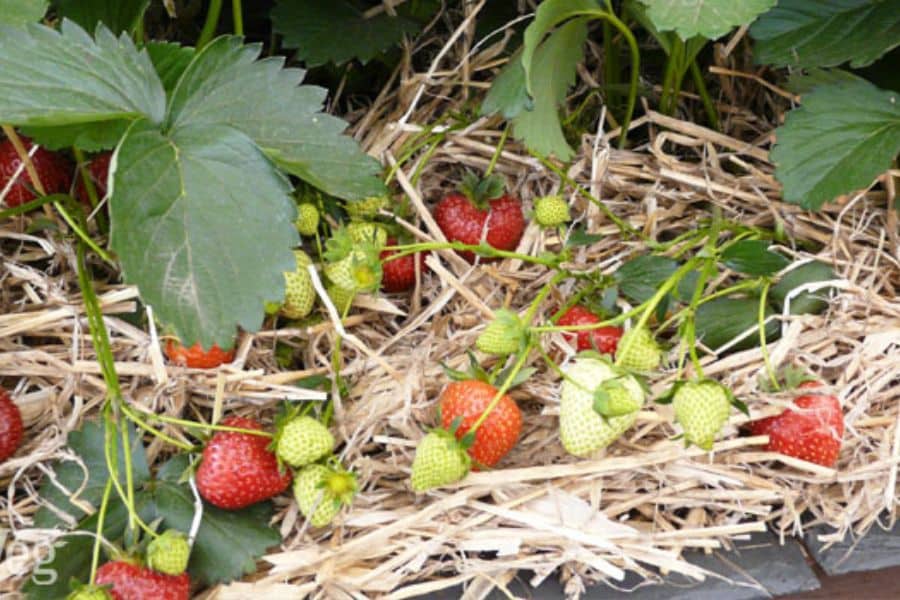 Strawberry plants growing over a layer of straw mulch with ripe and unripe berries scattered beneath green leaves. The mulch helps retain moisture and protect roots during a heatwave.