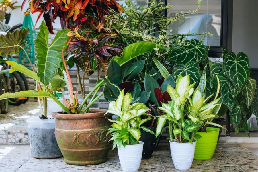 Collection of tropical and leafy houseplants arranged in pots on an outdoor patio beside a glass door. Grouping plants together can help reduce moisture loss and support plant care during a heatwave.
