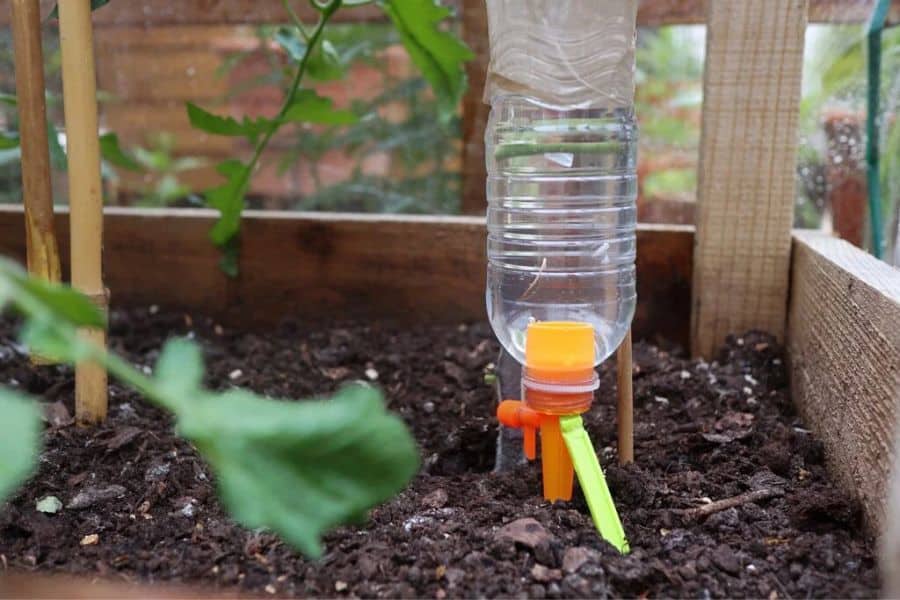 Plastic bottle drip irrigation system inserted into garden soil beside young plants inside a raised bed. The simple watering method helps conserve water and keep soil consistently moist during a heatwave.