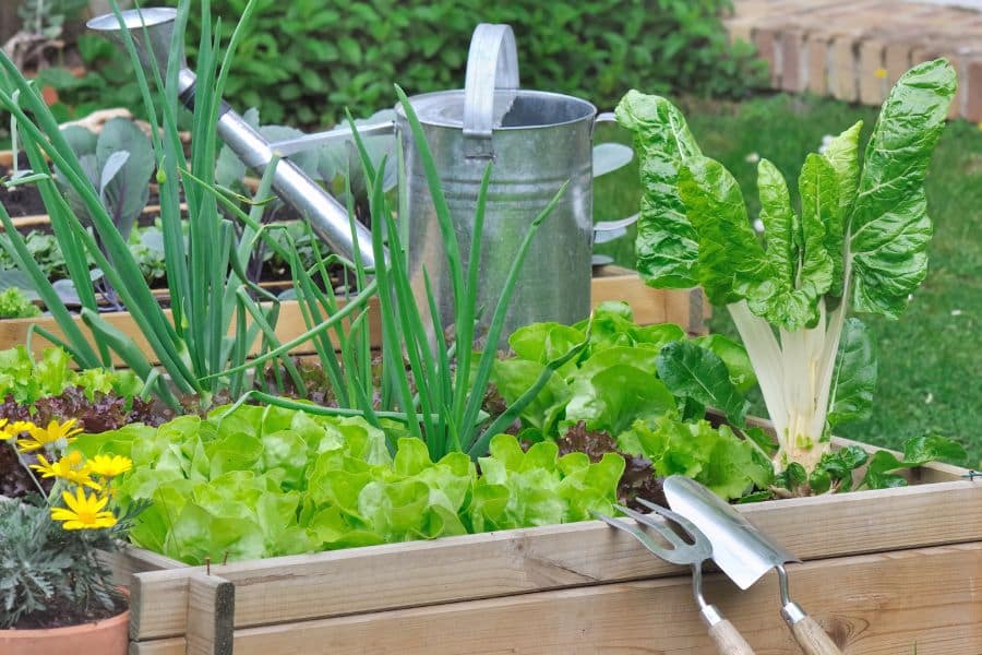Raised garden beds filled with lettuce, onions, leafy greens, and gardening tools beside a metal watering can in a backyard garden. Healthy vegetable gardens require regular hydration and maintenance during a heatwave.