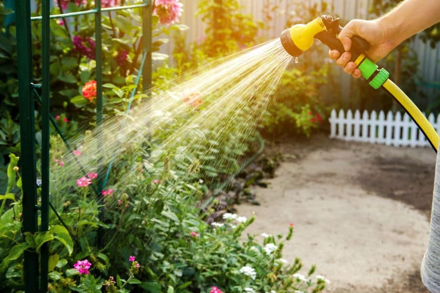 Hand holding a garden hose spray nozzle while watering colorful flowering plants in a sunny backyard garden. Early morning or evening watering can help plants stay healthy during a heatwave.
